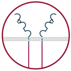 A red circle with two wires, symbolizing the membrane localization of FGFR2b protein overexpression in tumor cells