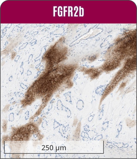 cell image with non-specific DAB trap staining